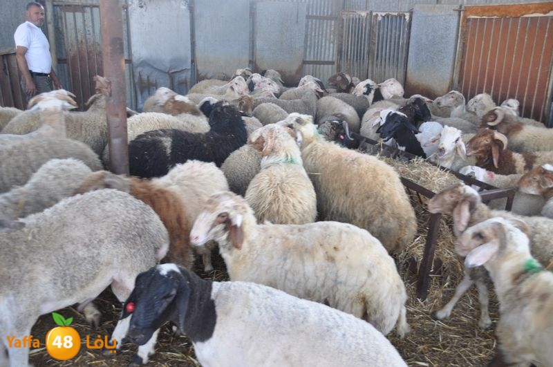 mal7ama lud 929 (17).JPG